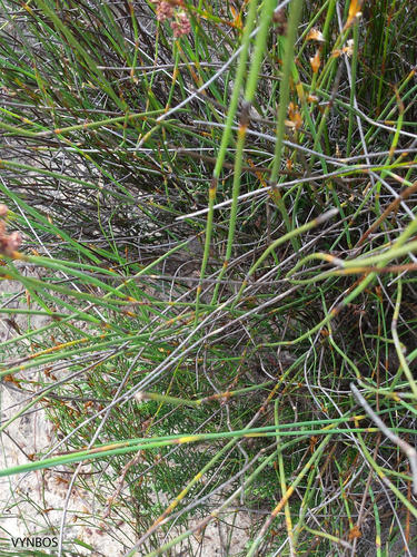 Cannomois arenicola (Cannomois arenicola)