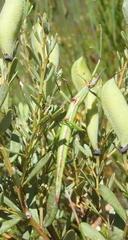 Macynia labiata
