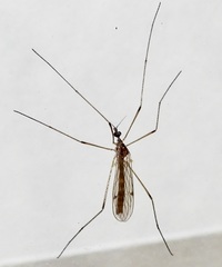 Teucholabis complexa