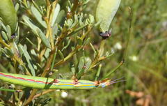 Macynia labiata