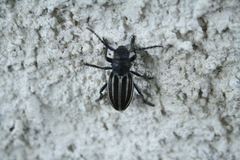 Dorcadion fuliginator