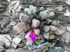 Cerochlamys pachyphylla