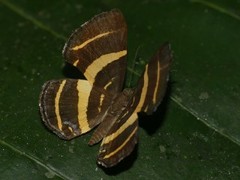 Baeotis euprepes