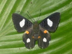 Cyrenia martia