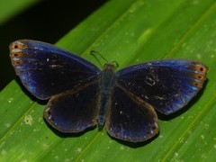 Metacharis regalis