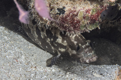 Epinephelus polyphekadion