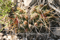 Thelocactus tulensis