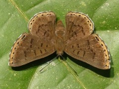 Chalodeta lypera