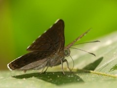 Chalodeta lypera