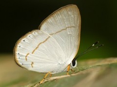 Euselasia eusepus