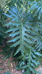 Thaumatophyllum bipinnatifidum