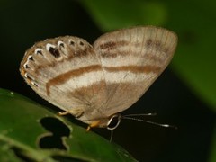Euselasia melaphaea