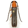 Sassafras Borer - Photo (c) Mike Quinn, Austin, TX, some rights reserved (CC BY-NC), uploaded by Mike Quinn, Austin, TX