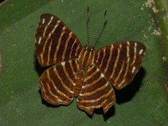 Hyphilaria thasus