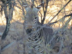 Equus zebra zebra