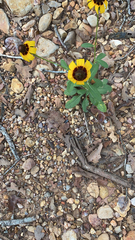 Sanvitalia procumbens