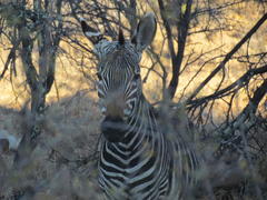 Equus zebra zebra