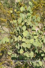 Senegalia crassifolia