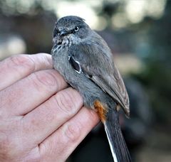 Curruca subcoerulea subcoerulea