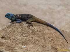 Acanthocercus ugandaensis