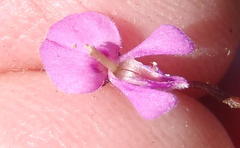 Indigofera sp19b