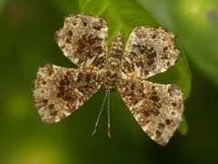 Calydna sturnula
