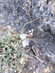 Limonium ilvae