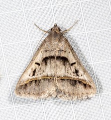 Acantholipes trajecta