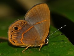Euselasia violetta