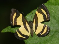 Baeotis staudingeri
