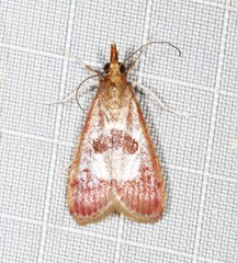 Syntonarcha vulnerata