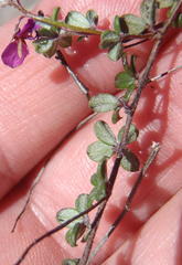 Indigofera sp19b