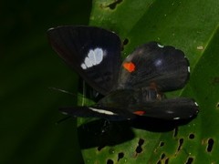 Cyrenia martia