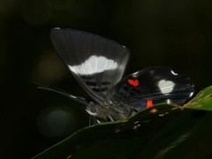 Cyrenia martia