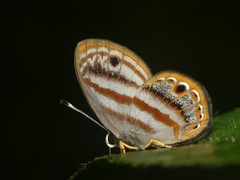Euselasia euryone