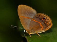 Euselasia violetta