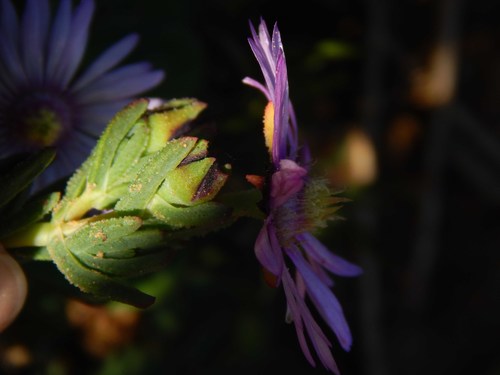 Image of Lampranthus leptaleon by no rights reserved