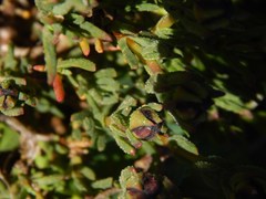 Lampranthus leptaleon