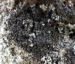 Montanelia sorediata