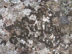 Montanelia sorediata