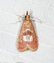 Syntonarcha vulnerata