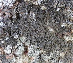 Montanelia sorediata