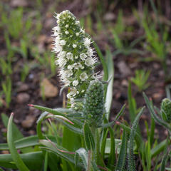 Echiostachys incanus