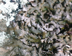 Montanelia sorediata