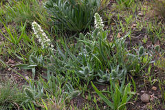 Echiostachys incanus