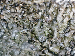 Montanelia sorediata