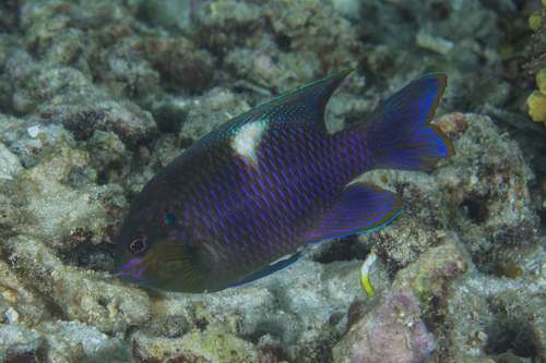 Dischistodus pseudochrysopoecilus (Allen & Robertson, 1974)