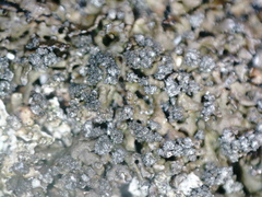 Montanelia sorediata