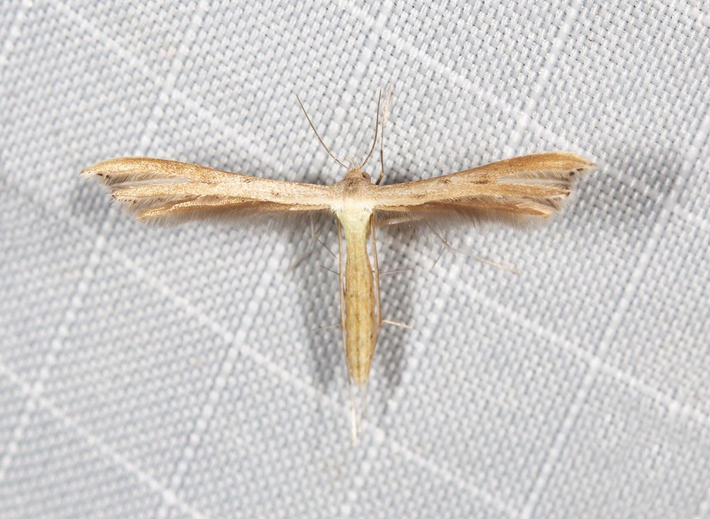 Exelastis phlyctaenias