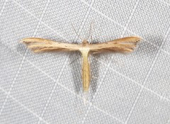 Exelastis phlyctaenias